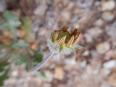 Gaillardia arizonica
