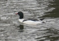 Mergus merganser americanus