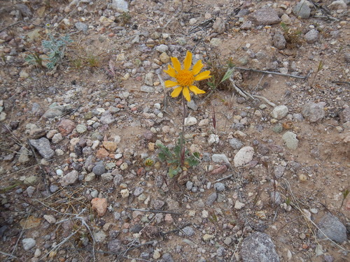 Arizona blanketflower (Gaillardia arizonica)