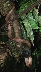 Leptodeira ornata