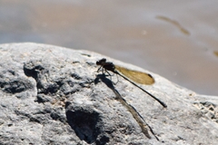 Argia tezpi