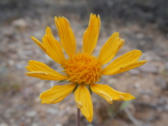 Gaillardia arizonica