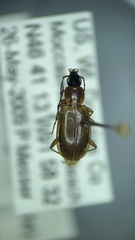 Agonum lutulentum