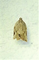Meritastis piperata