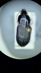 Pterostichus permundus