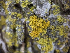 Xanthomendoza