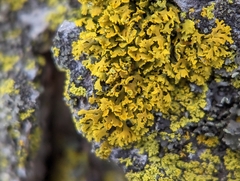 Xanthomendoza