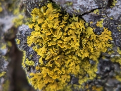 Xanthomendoza