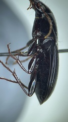 Pterostichus permundus