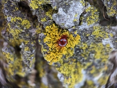 Xanthomendoza