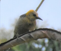 Melanerpes hoffmannii