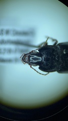 Pterostichus permundus