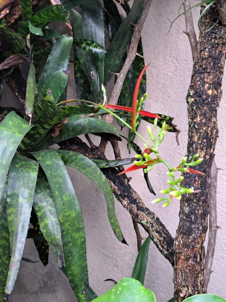 Aechmea correia-araujoi