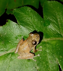 Pristimantis parvillus