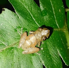 Pristimantis parvillus