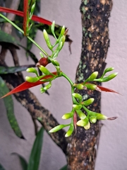 Aechmea correia-araujoi