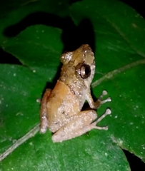 Pristimantis parvillus