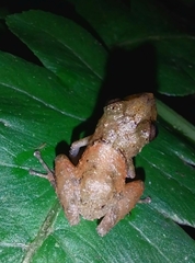 Pristimantis parvillus