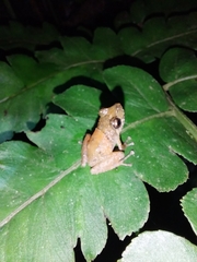 Pristimantis parvillus
