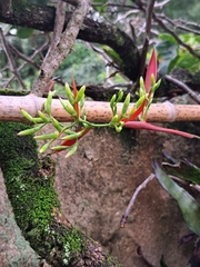 Aechmea correia-araujoi