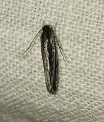 Nemapogon rileyi