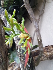 Aechmea correia-araujoi