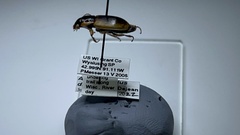 Anisodactylus discoideus