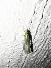 Chrysoperla
