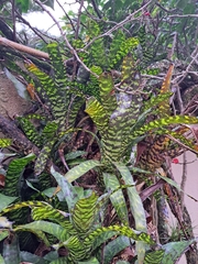 Aechmea correia-araujoi