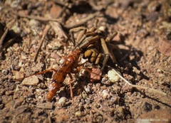 Tachypompilus mendozae