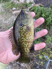 Lepomis gulosus