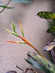 Aechmea correia-araujoi