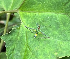 Eumastacidae