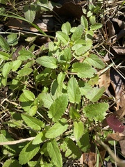 Stachys floridana