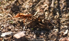 Tachypompilus mendozae