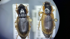 Anisodactylus discoideus