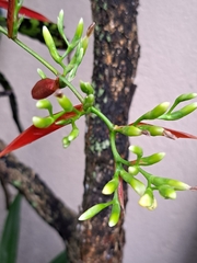 Aechmea correia-araujoi