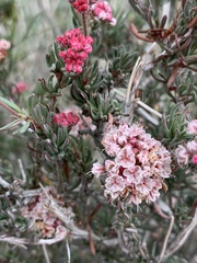Eriogonum fasciculatum polifolium