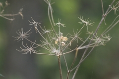 Heracleum maximum