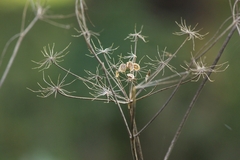 Heracleum maximum