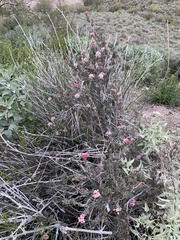 Eriogonum fasciculatum polifolium