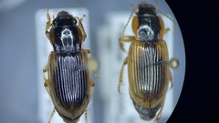 Anisodactylus discoideus