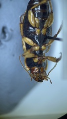 Anisodactylus discoideus