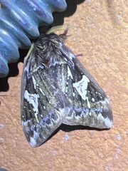 Dirphiopsis epiolina