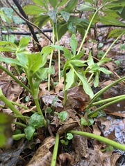 Helleborus orientalis