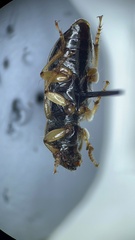 Anisodactylus discoideus