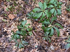 Helleborus orientalis