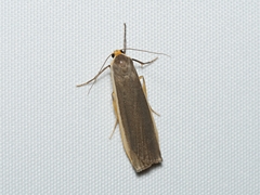 Palaeosia bicosta