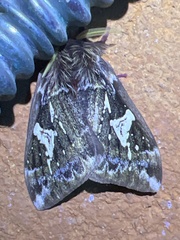 Dirphiopsis epiolina