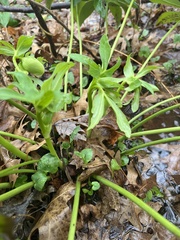 Helleborus orientalis